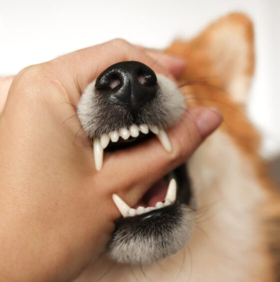 shiba-inu-dog-shows-teeth-the-dog-is-angry-2024-10-18-05-57-39-utc