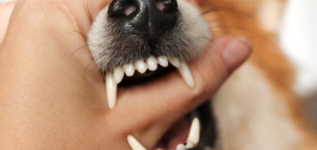 shiba-inu-dog-shows-teeth-the-dog-is-angry-2024-10-18-05-57-39-utc